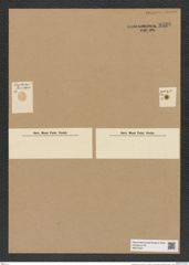 Actinoptychus sp. (de-Toni-Nr.: Genus 227) Zeichnungen Sammlung Grunow Nr. 9529 (NHMW-BOT-W0379521)